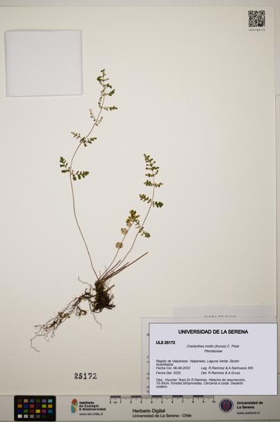 Cheilanthes mollis [Espécimen: ]