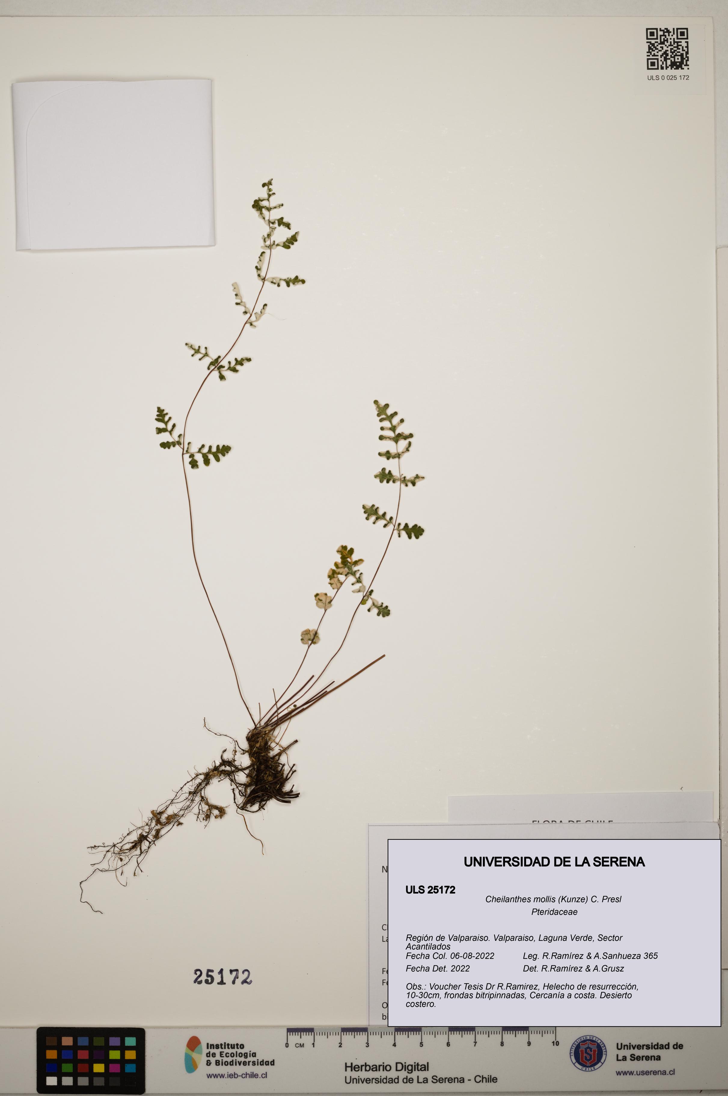 Cheilanthes mollis [Espécimen: ]