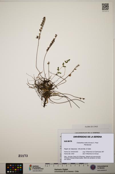 Cheilanthes mollis [Espécimen: ]