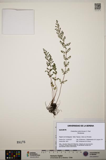 Cheilanthes mollis [Espécimen: ]