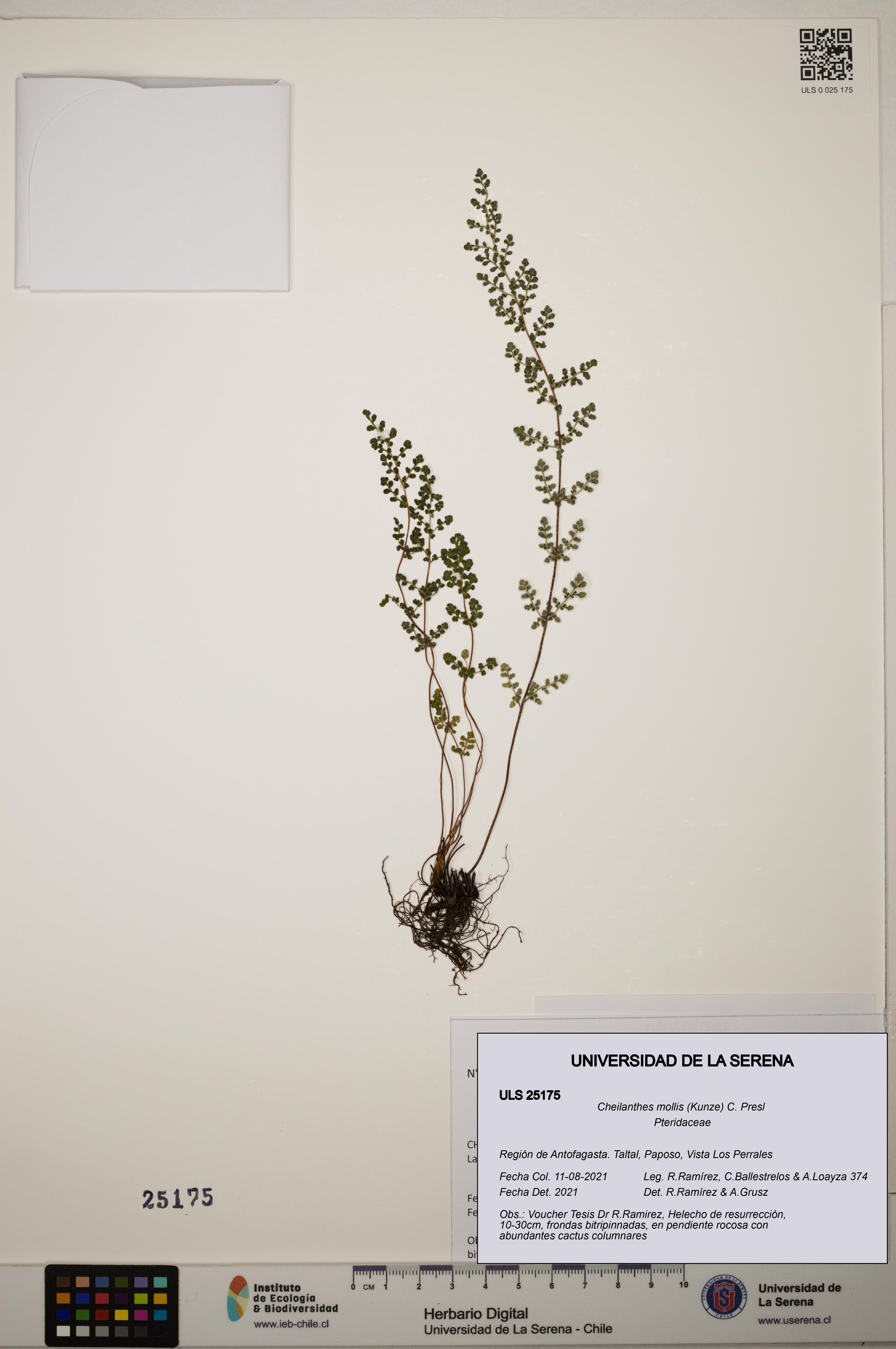 Cheilanthes mollis [Espécimen: ]