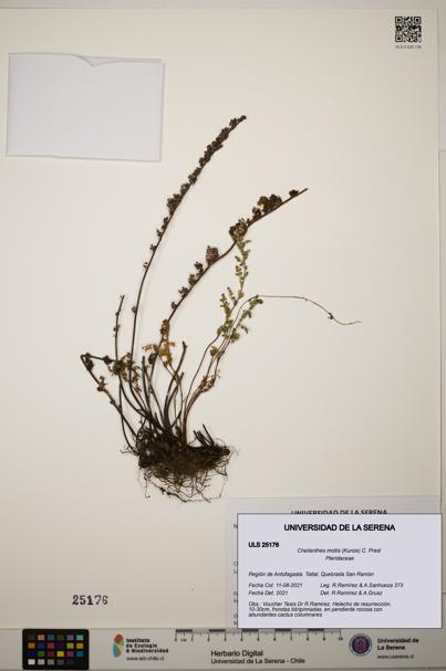 Cheilanthes mollis [Espécimen: ]