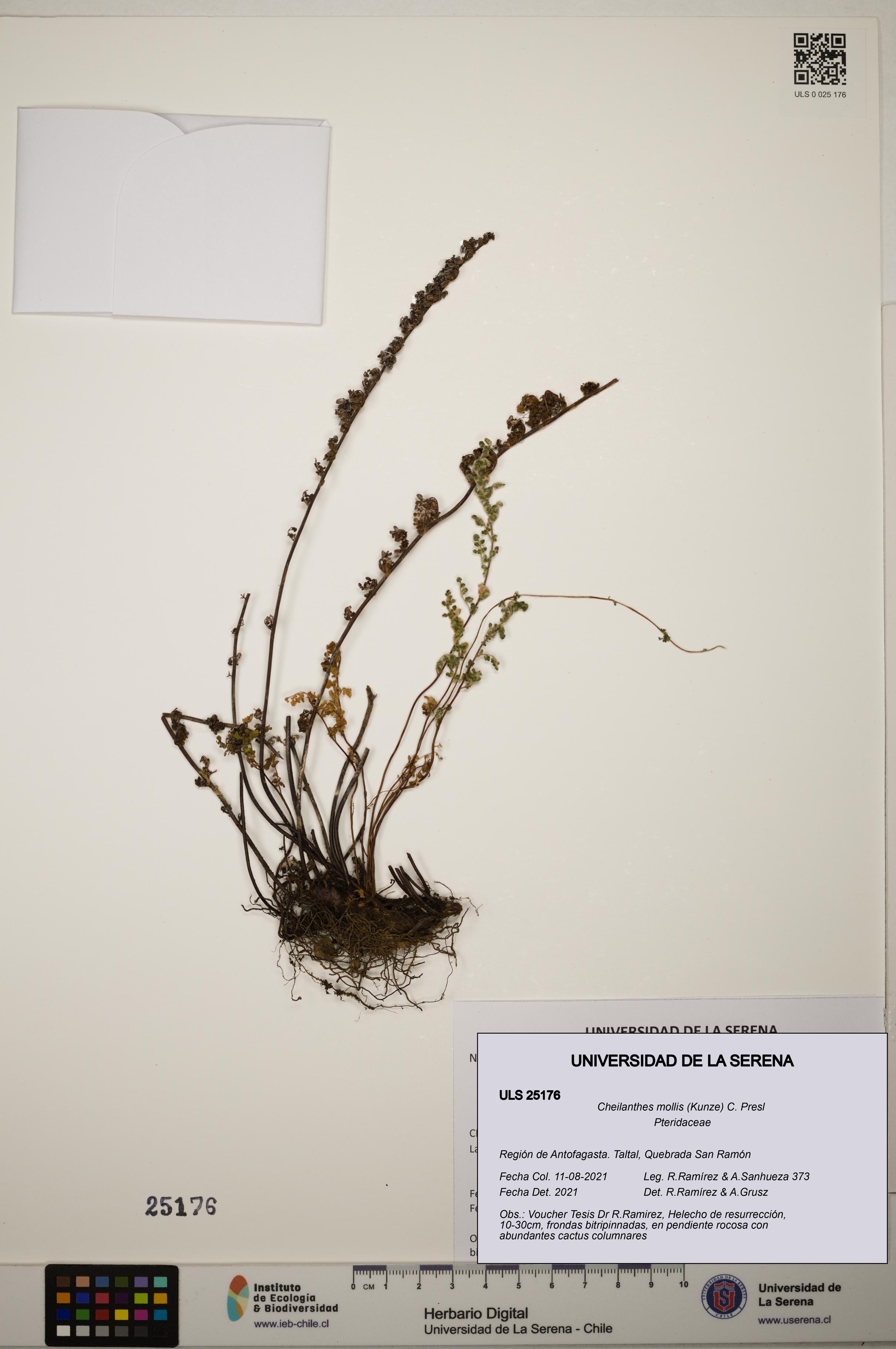 Cheilanthes mollis [Espécimen: ]