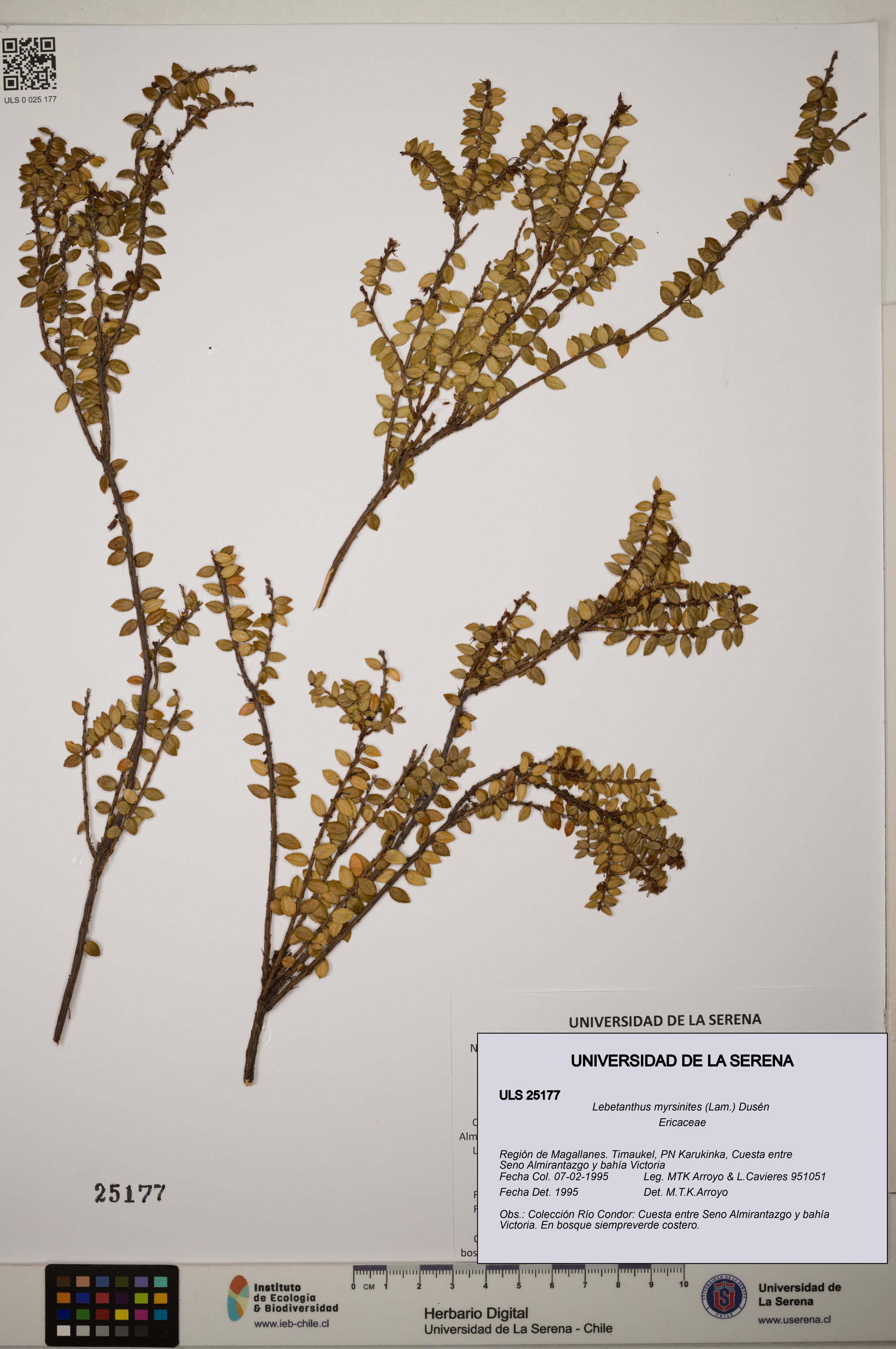 Lebetanthus myrsinites [Espécimen: ]