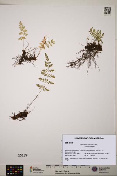 Cystopteris apiiformis [Espécimen: ]