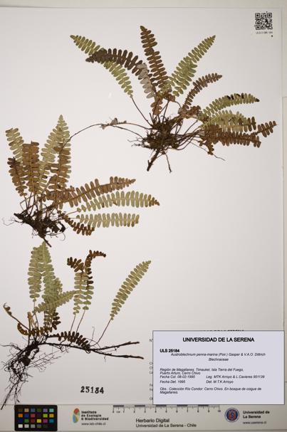 Austroblechnum penna-marina [Espécimen: ]