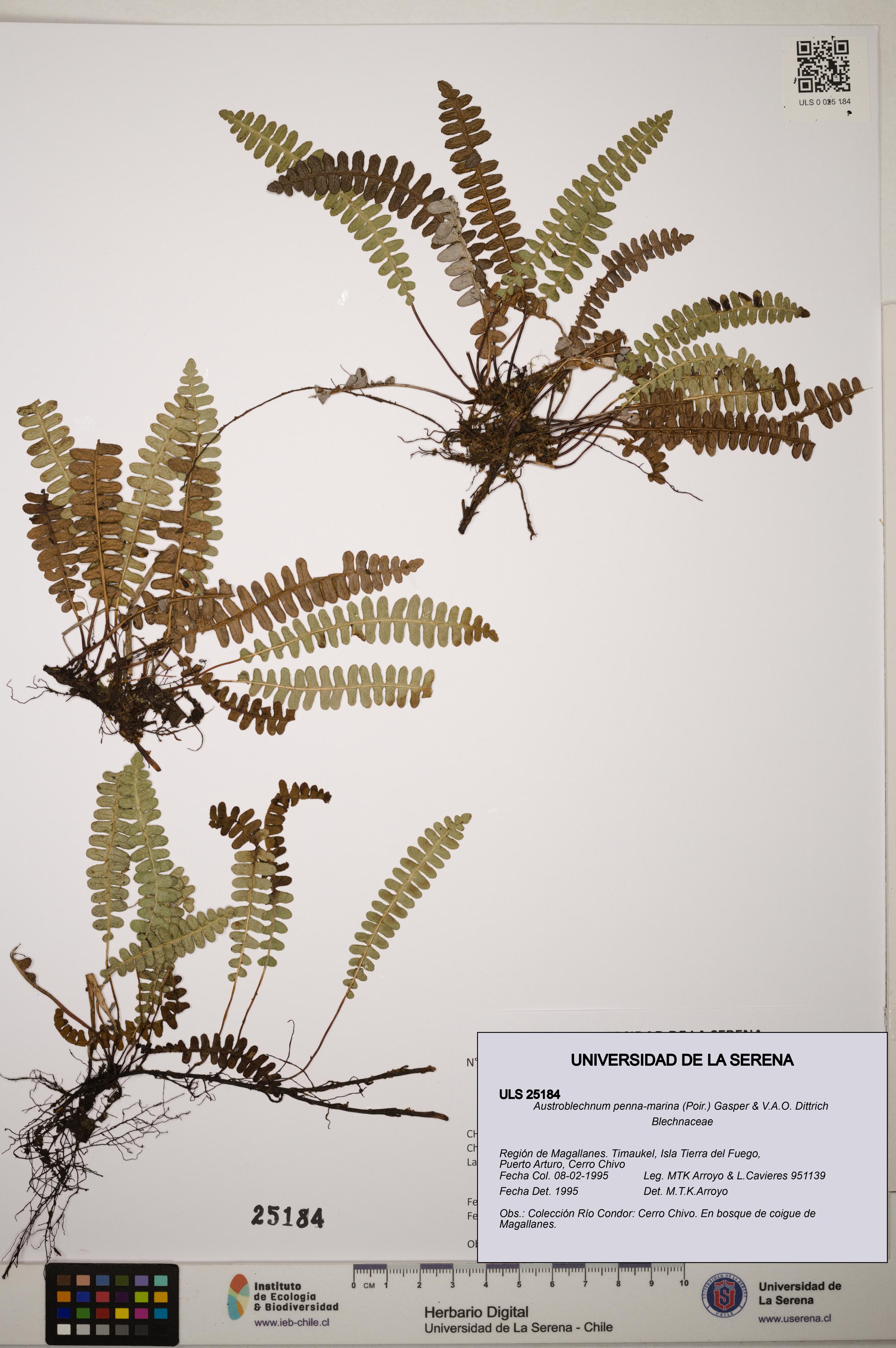 Austroblechnum penna-marina [Espécimen: ]