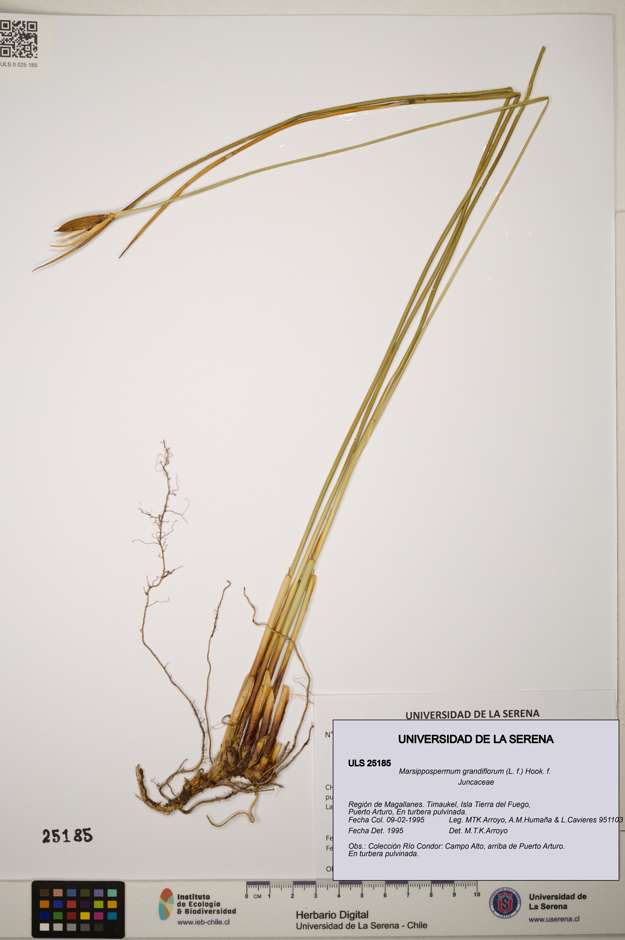 Marsippospermum grandiflorum [Espécimen: ]