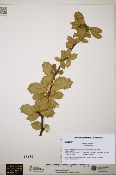 Berberis ilicifolia [Espécimen: ]