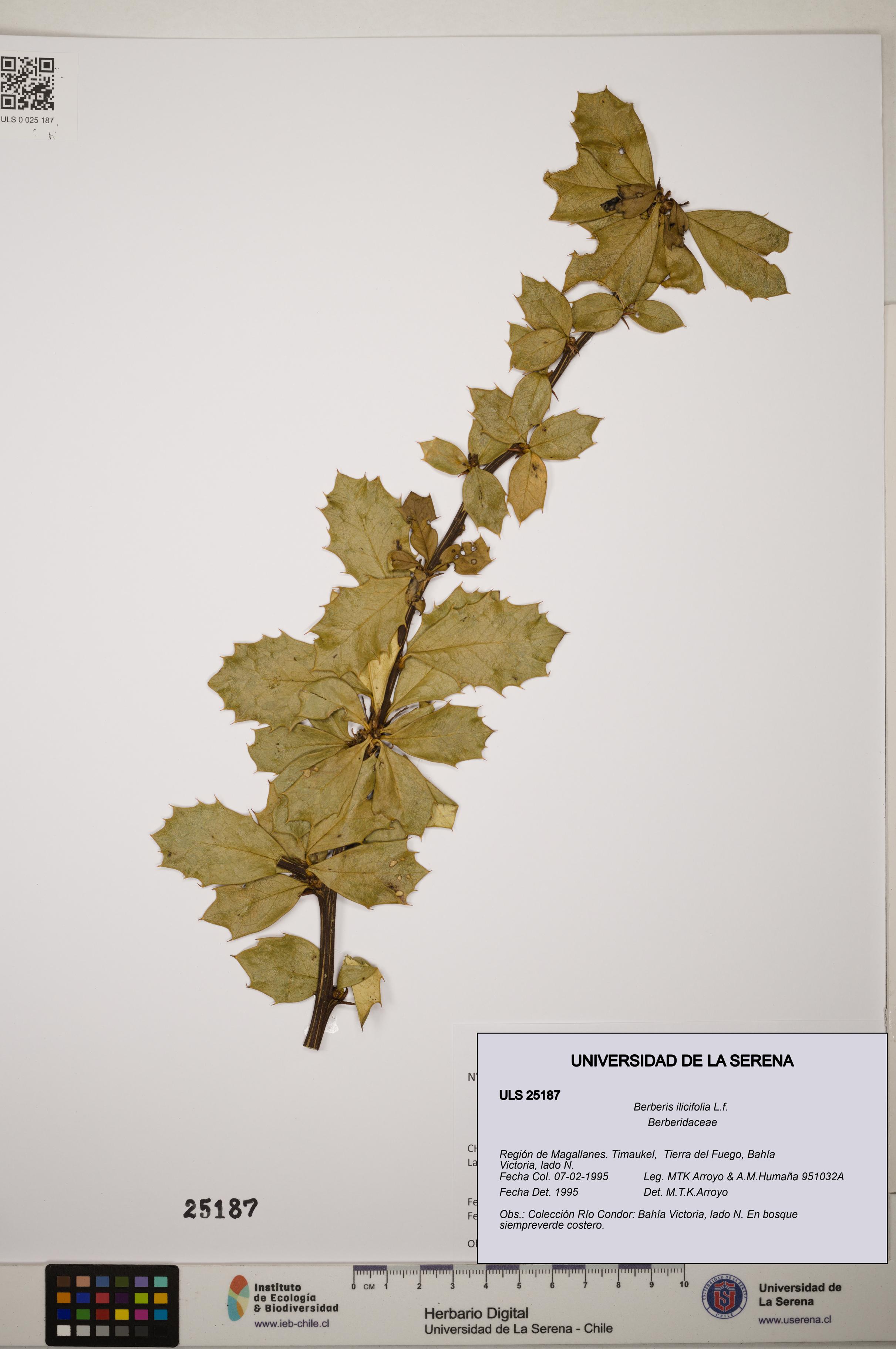 Berberis ilicifolia [Espécimen: ]