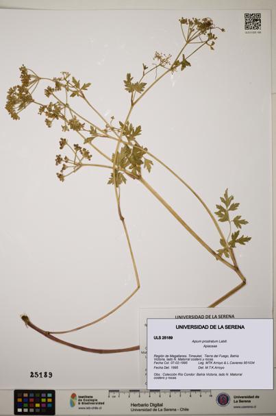 Apium prostratum [Espécimen: ]