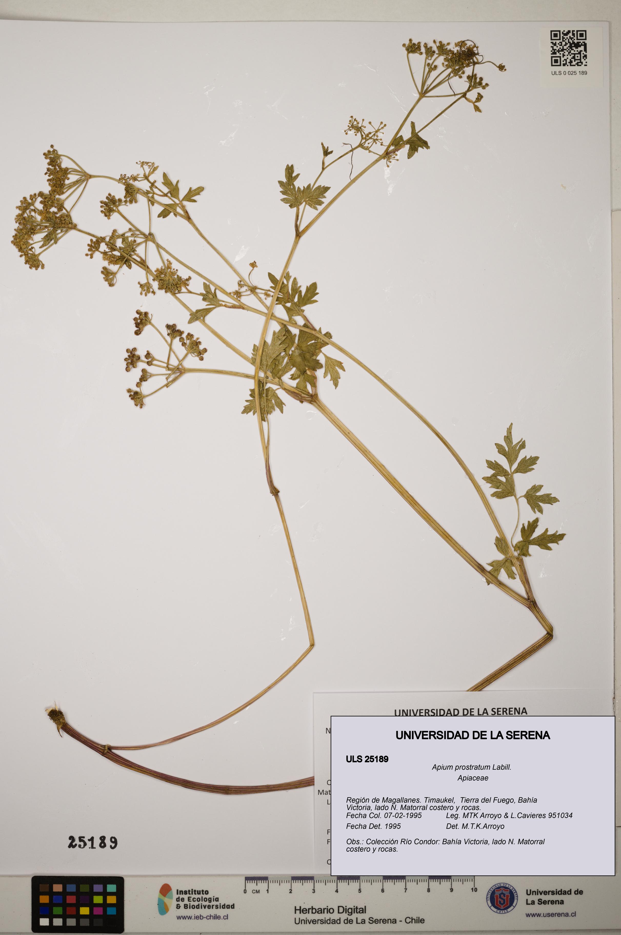 Apium prostratum [Espécimen: ]