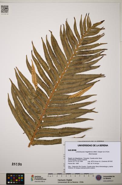 Lomariocycas magellanica [Espécimen: ]