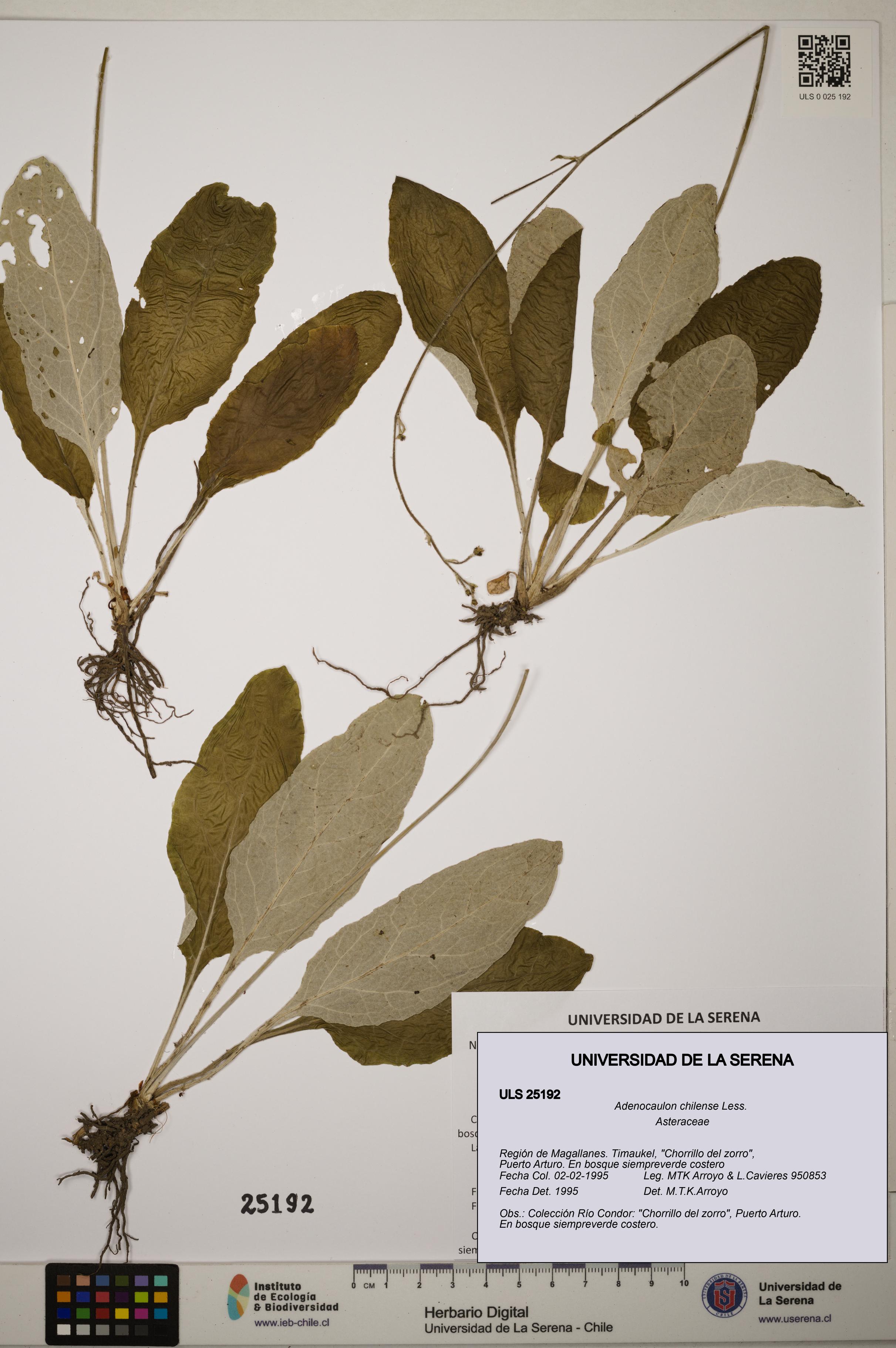 Adenocaulon chilense [Espécimen: ]