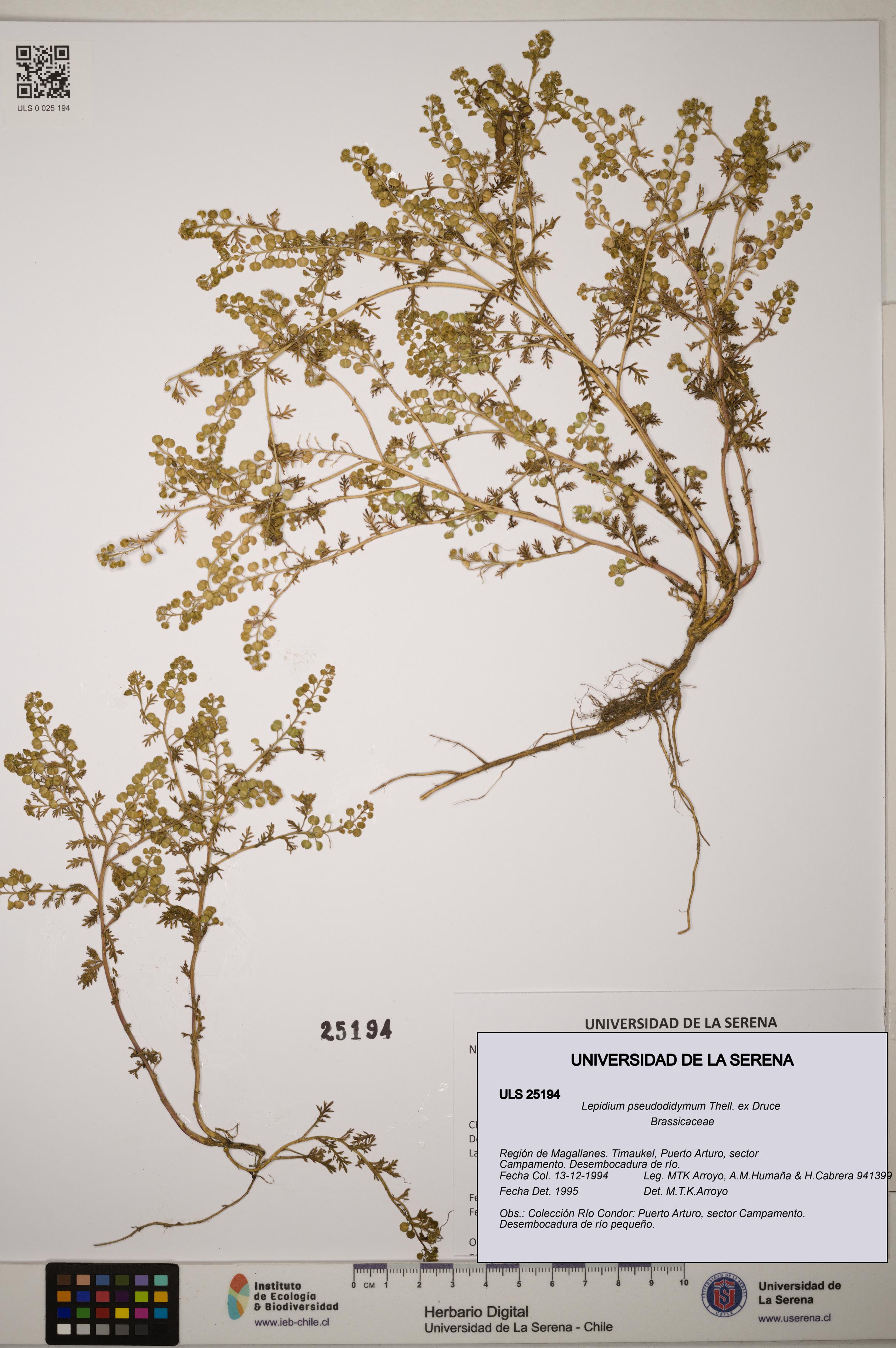 Lepidium pseudodidymum [Espécimen: ]