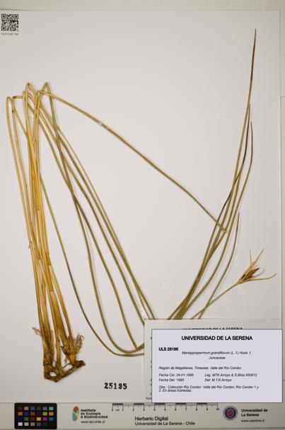 Marsippospermum grandiflorum [Espécimen: ]