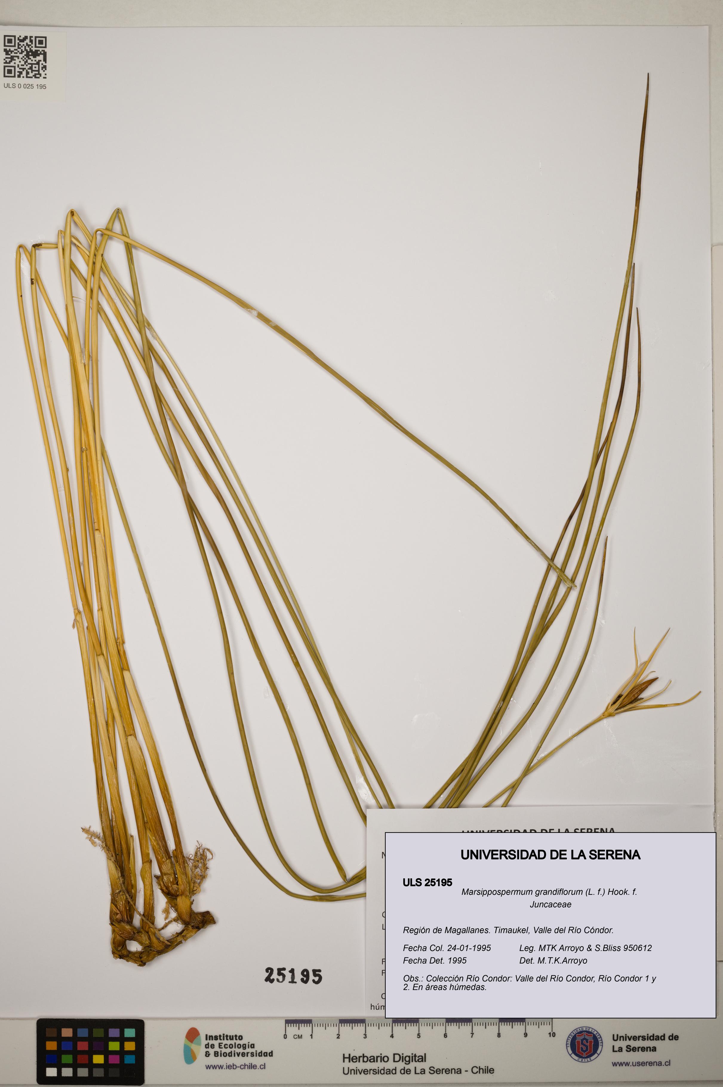 Marsippospermum grandiflorum [Espécimen: ]