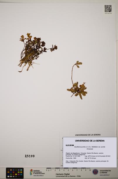 Gaultheria pumila var. pumila [Espécimen: ]