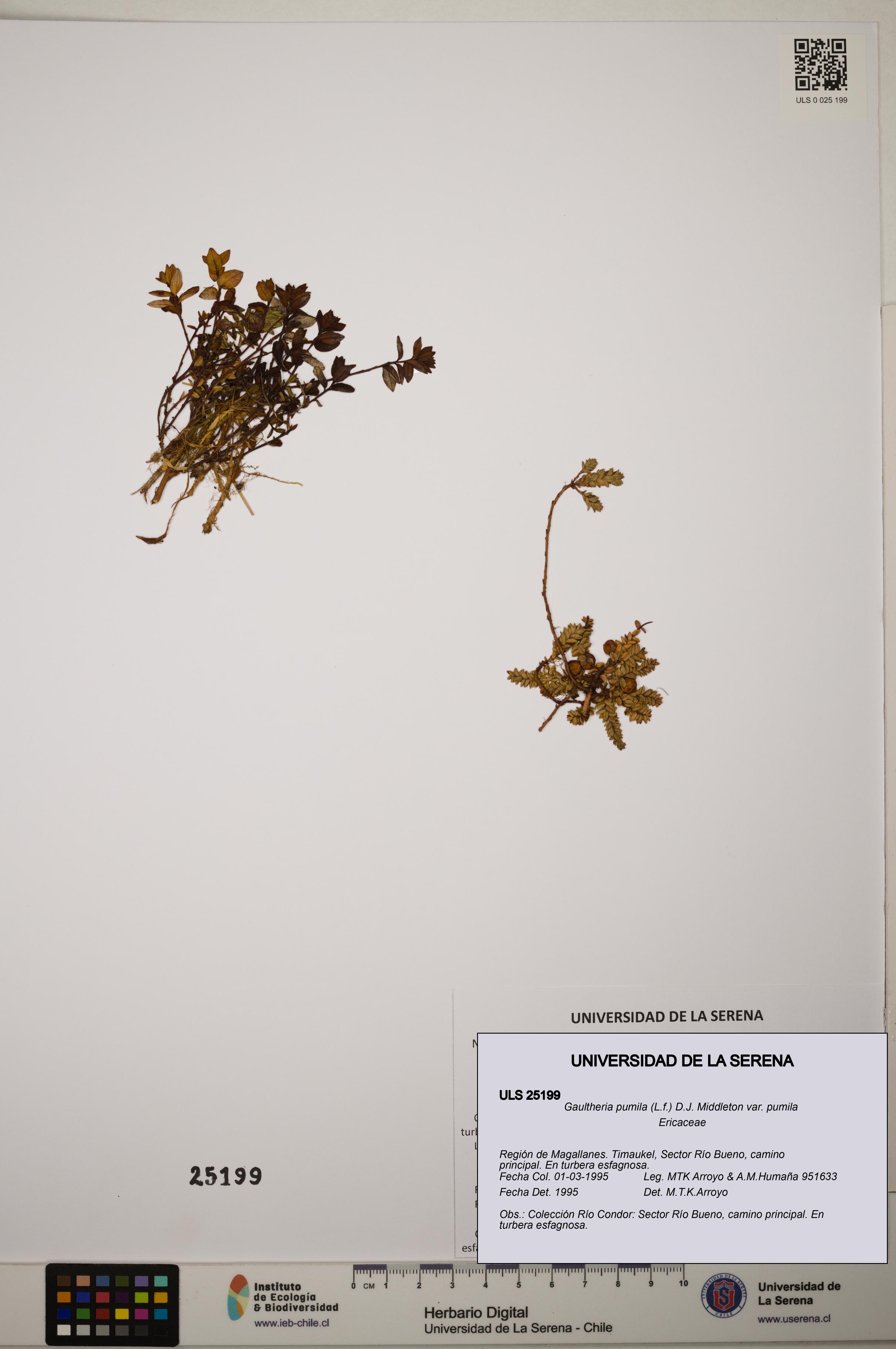 Gaultheria pumila var. pumila [Espécimen: ]