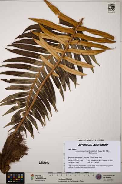 Lomariocycas magellanica [Espécimen: ]