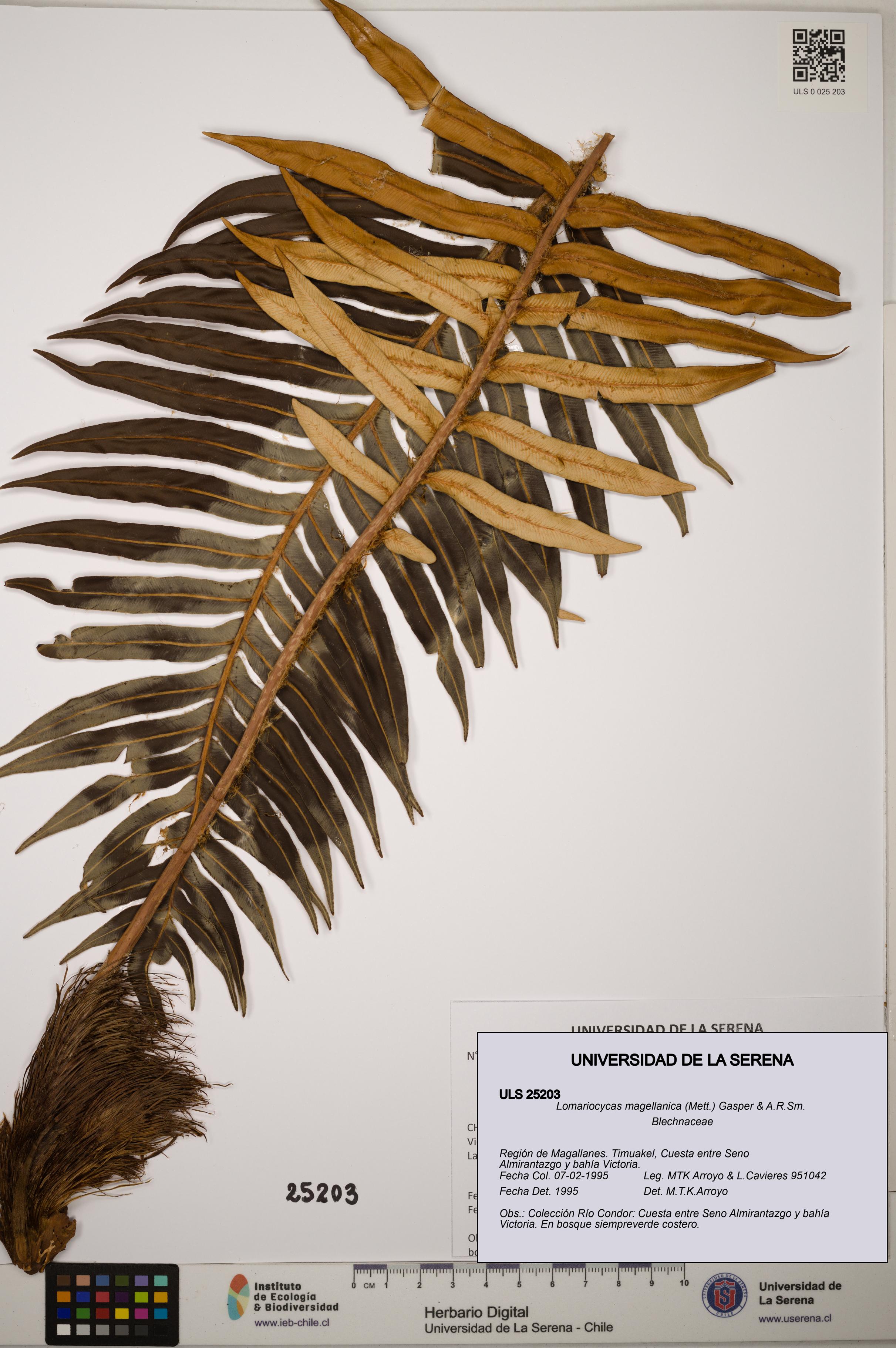 Lomariocycas magellanica [Espécimen: ]