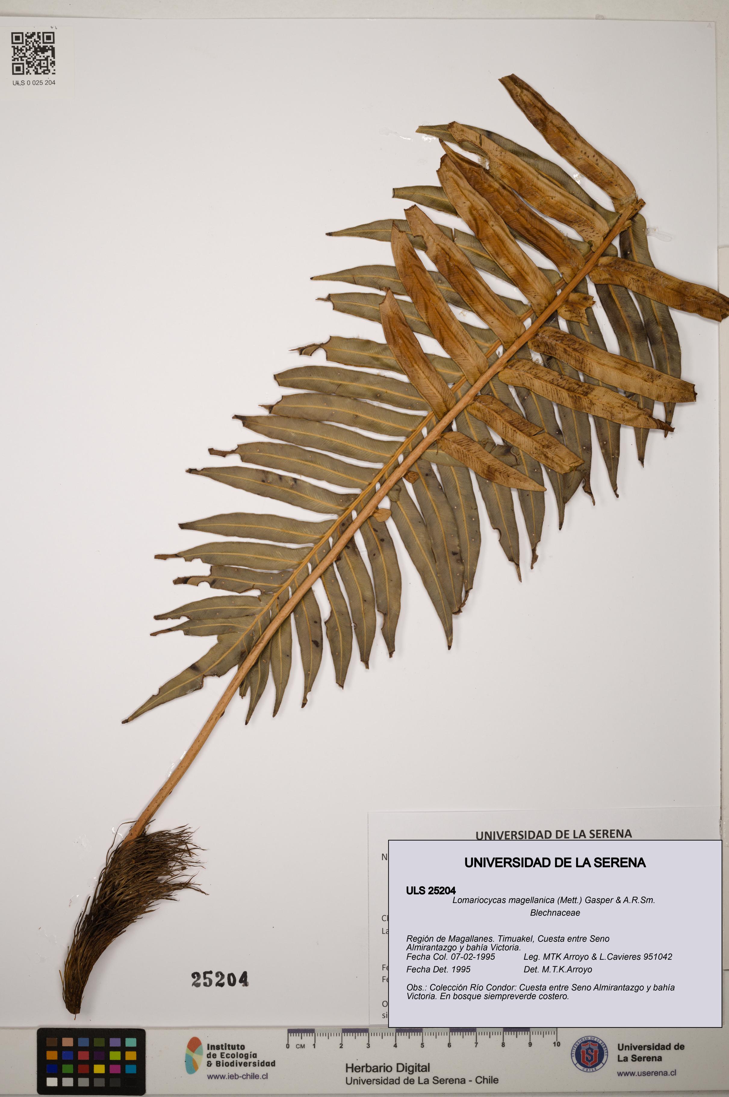 Lomariocycas magellanica [Espécimen: ]