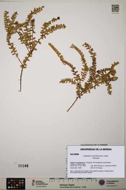 Lebetanthus myrsinites [Espécimen: ]