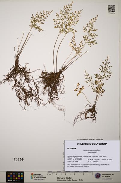 Asplenium dareoides [Espécimen: ]