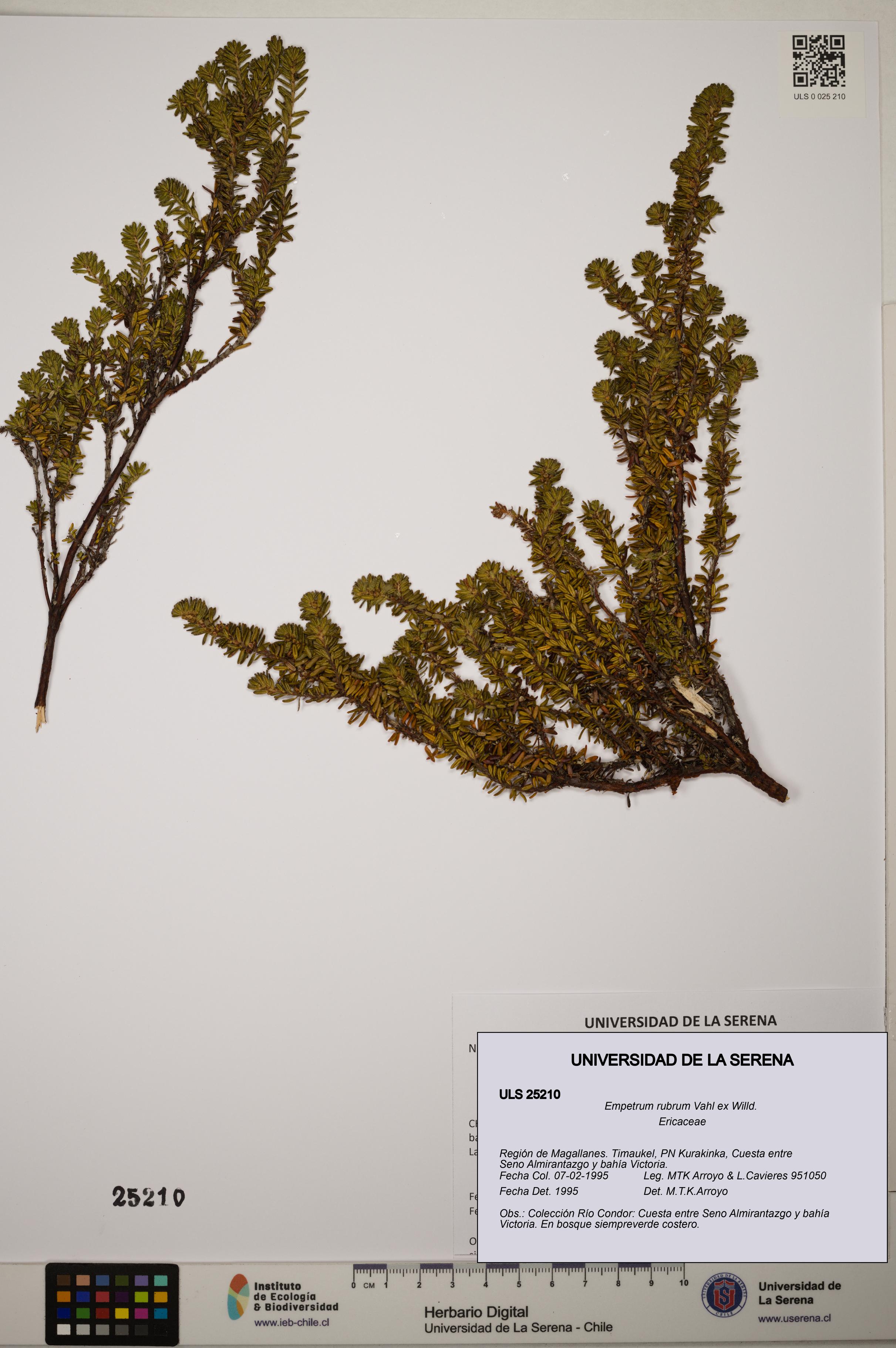 Empetrum rubrum [Espécimen: ]