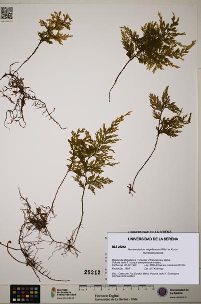Hymenophyllum magellanicum [Espécimen: ]