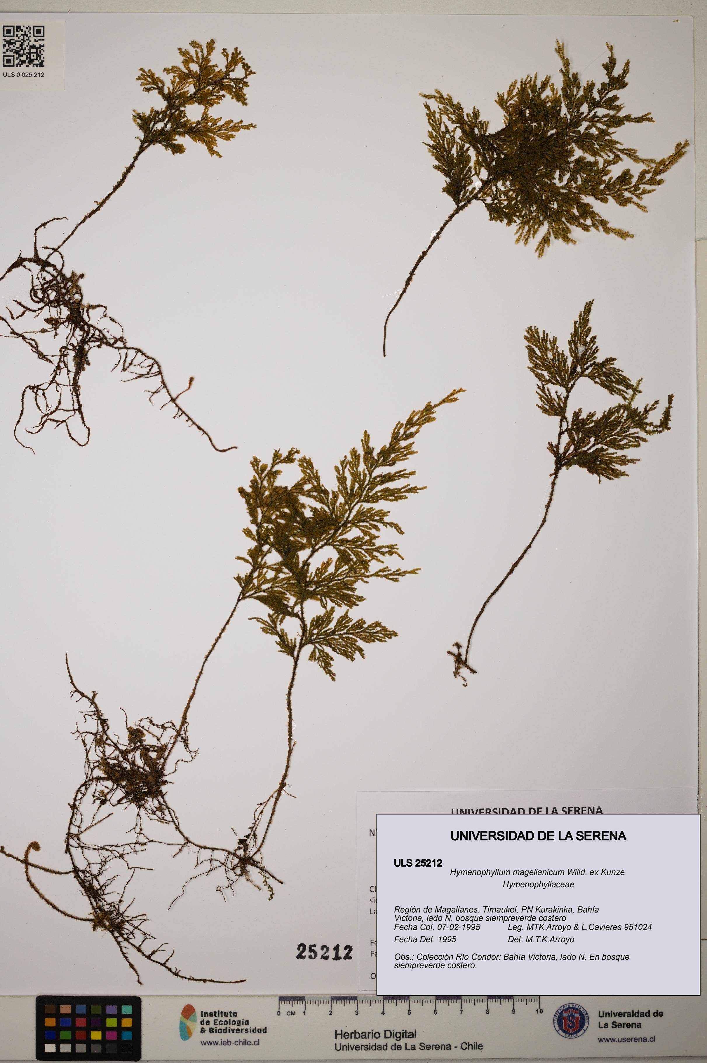 Hymenophyllum magellanicum [Espécimen: ]