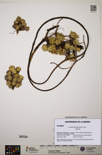 Azorella trifurcata [Espécimen: ]