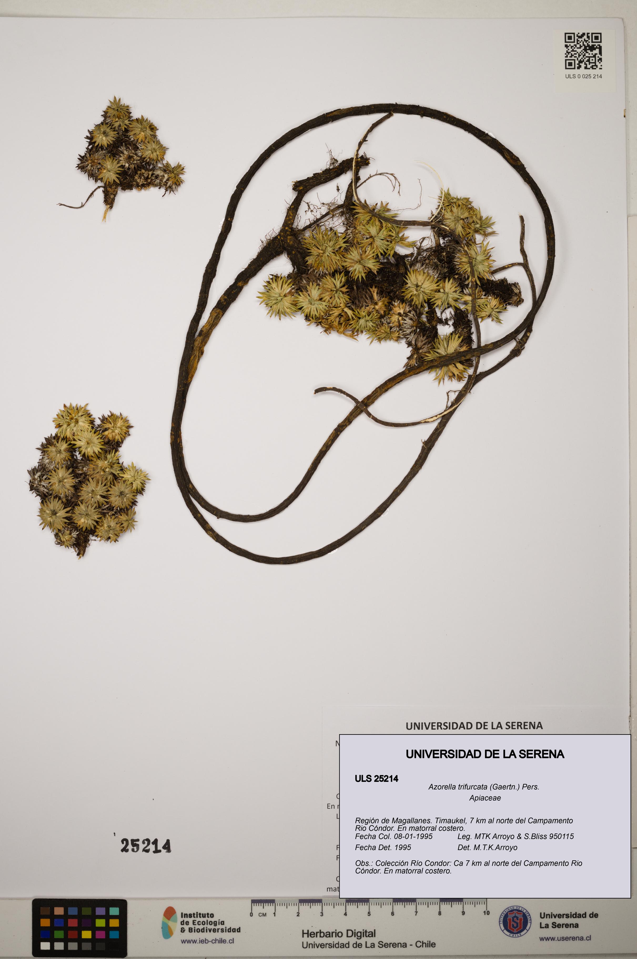 Azorella trifurcata [Espécimen: ]