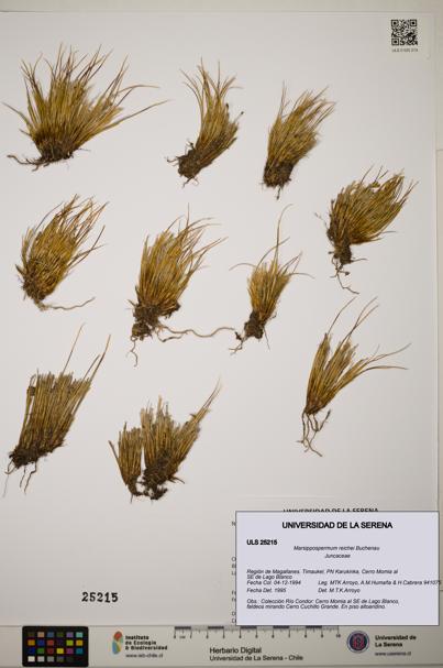Marsippospermum reichei [Espécimen: ]