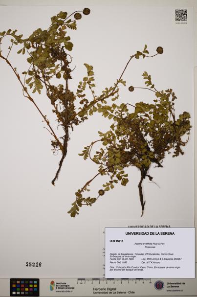 Acaena ovalifolia [Espécimen: ]