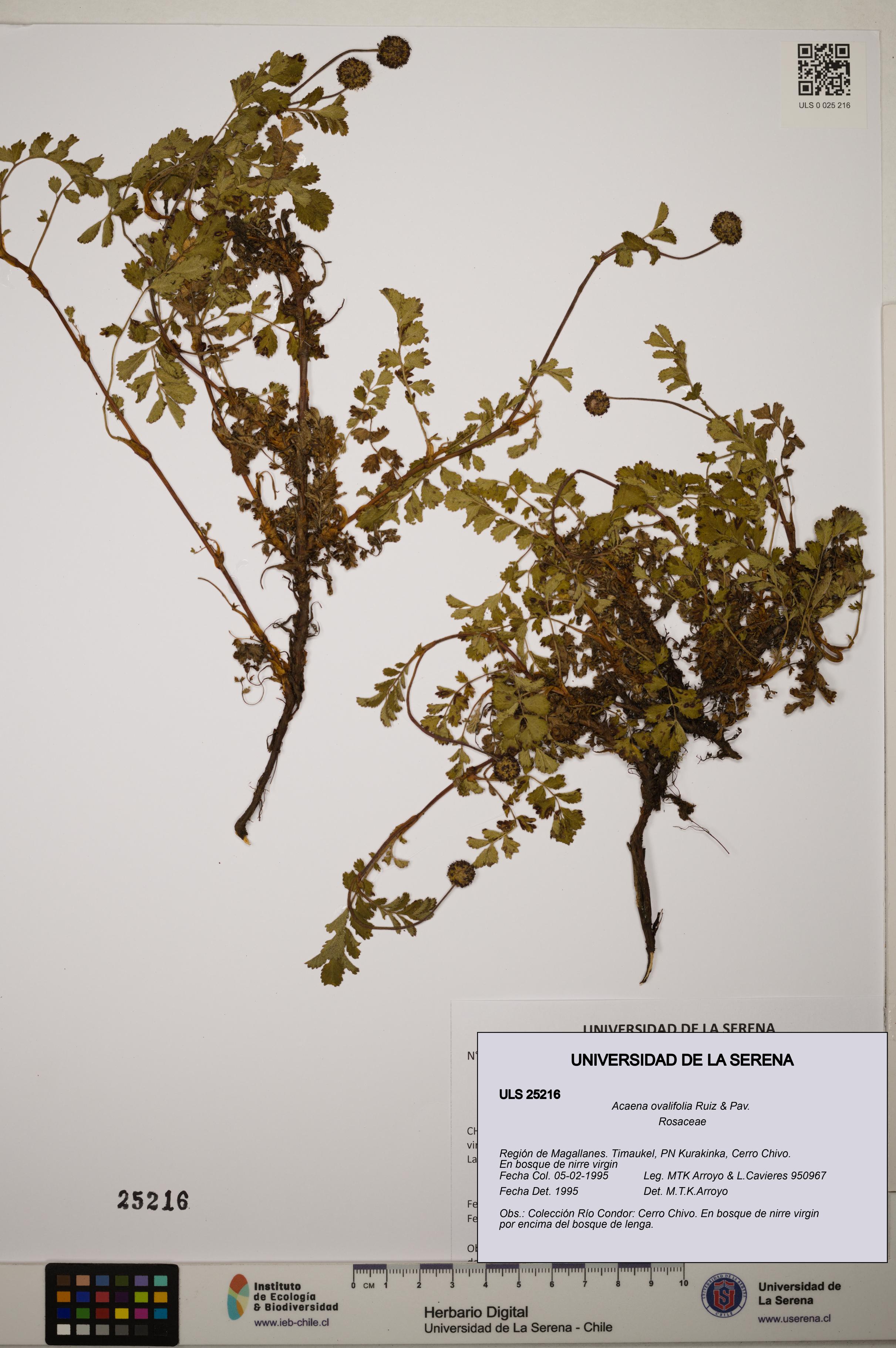 Acaena ovalifolia [Espécimen: ]
