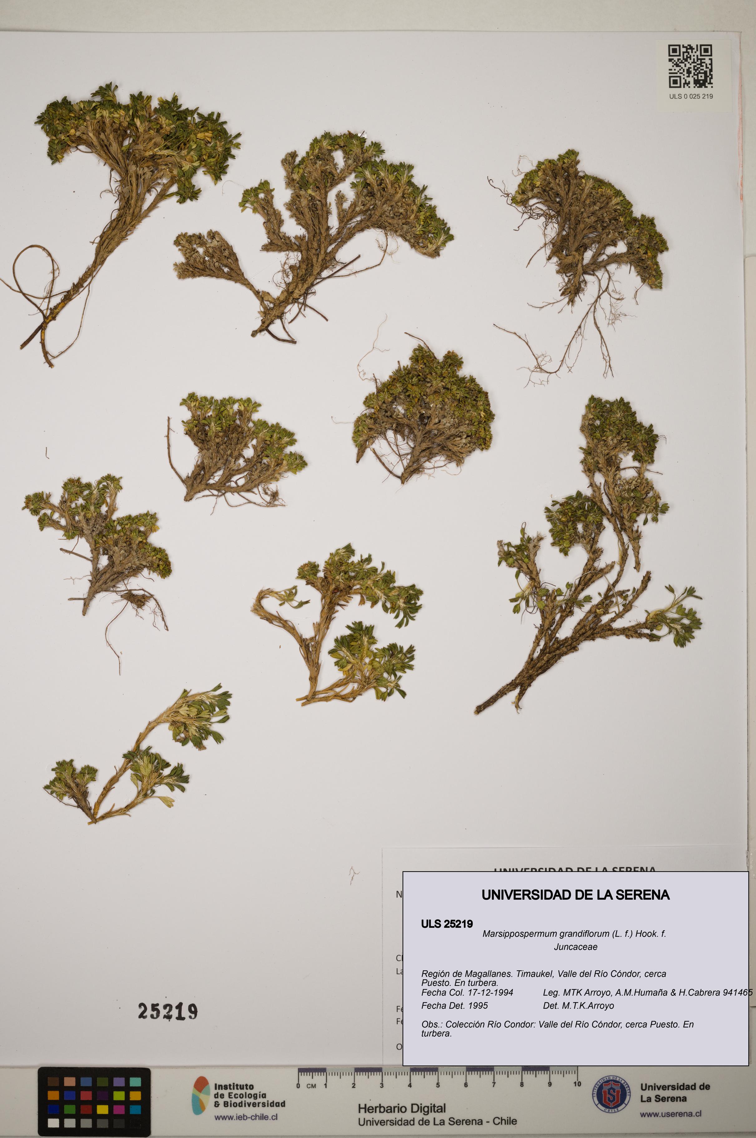 Marsippospermum grandiflorum [Espécimen: ]