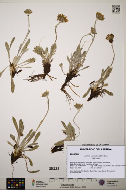 Leucheria suaveolens [Espécimen: ]