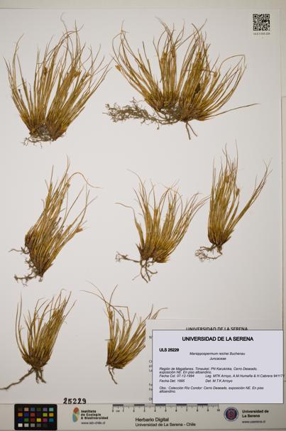 Marsippospermum reichei [Espécimen: ]