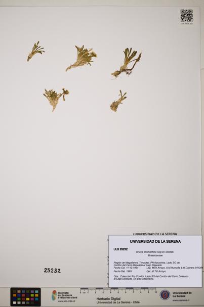 Onuris alismatifolia [Espécimen: ]