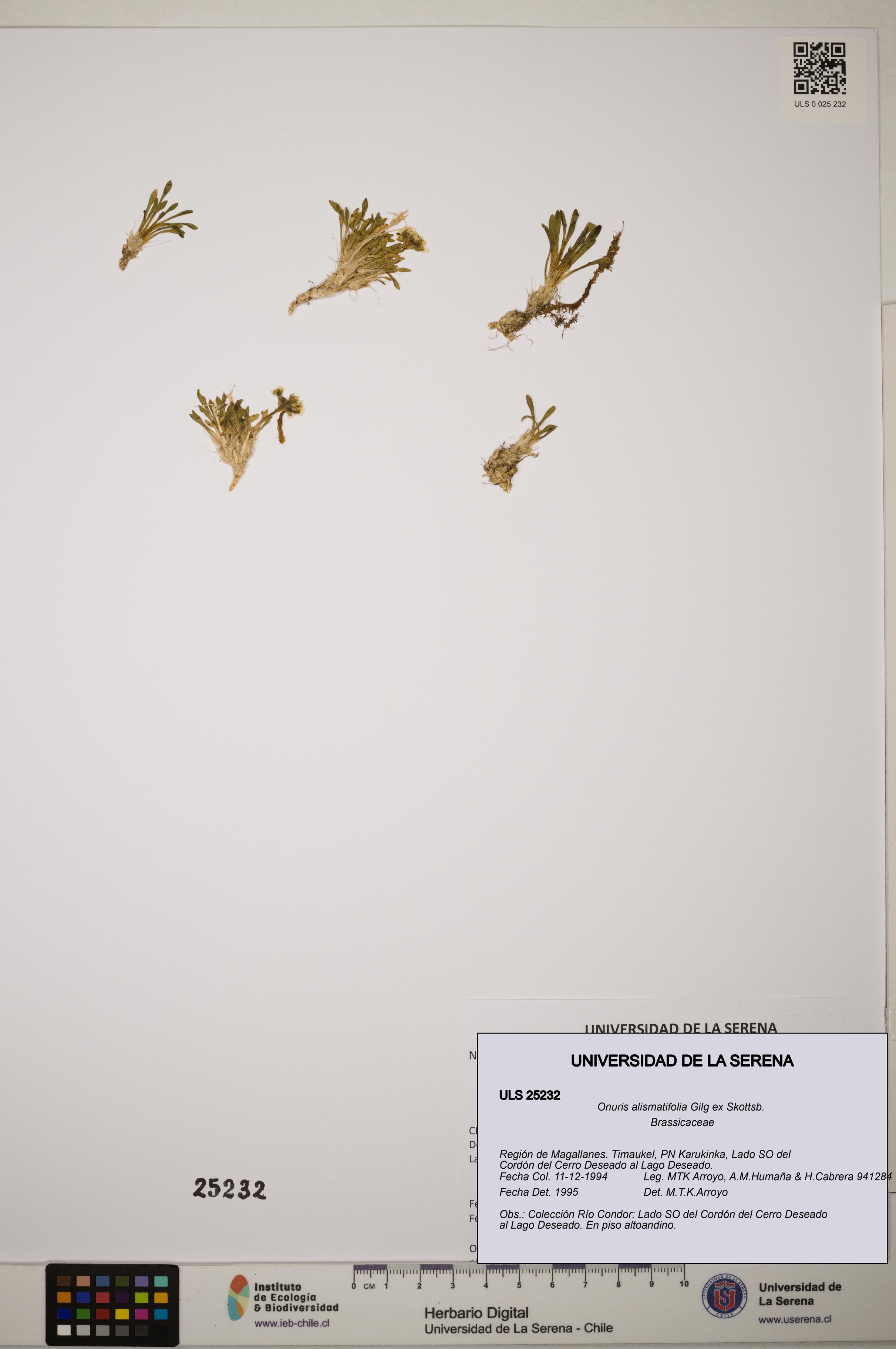 Onuris alismatifolia [Espécimen: ]
