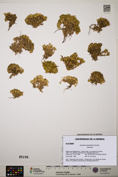 Azorella lycopodioides [Espécimen: ]