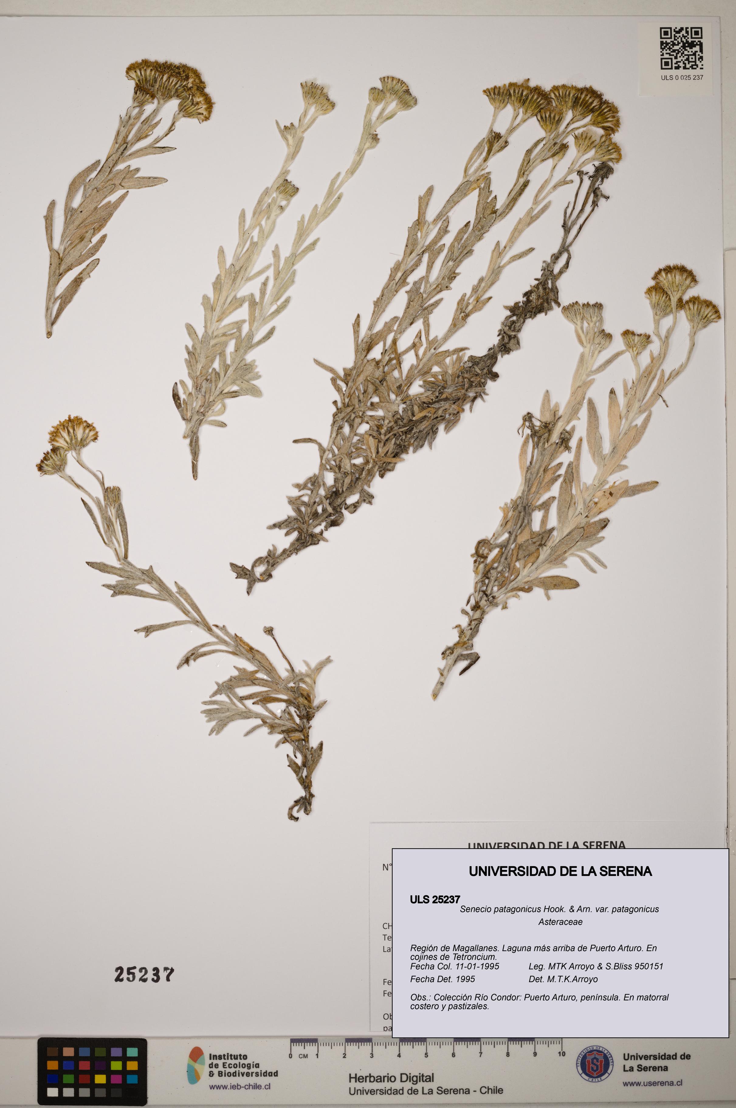 Senecio patagonicus var. patagonicus [Espécimen: ]