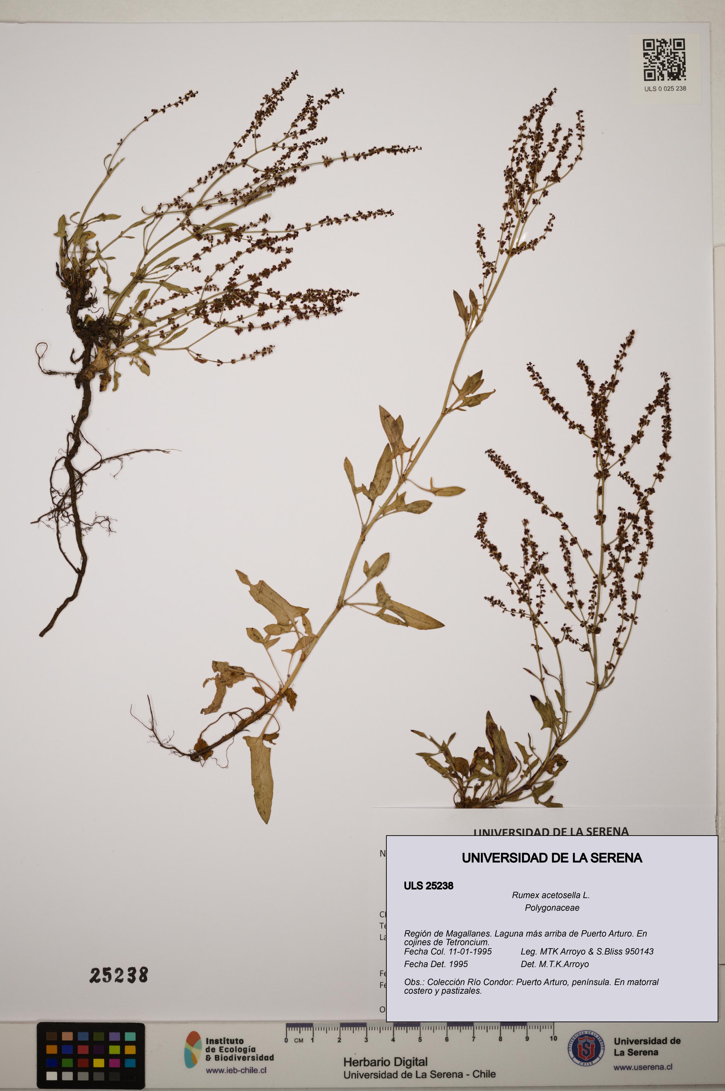 Rumex acetosella [Espécimen: ]