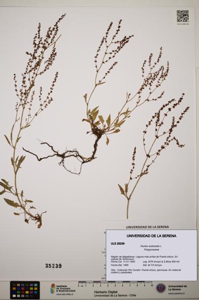Rumex acetosella [Espécimen: ]
