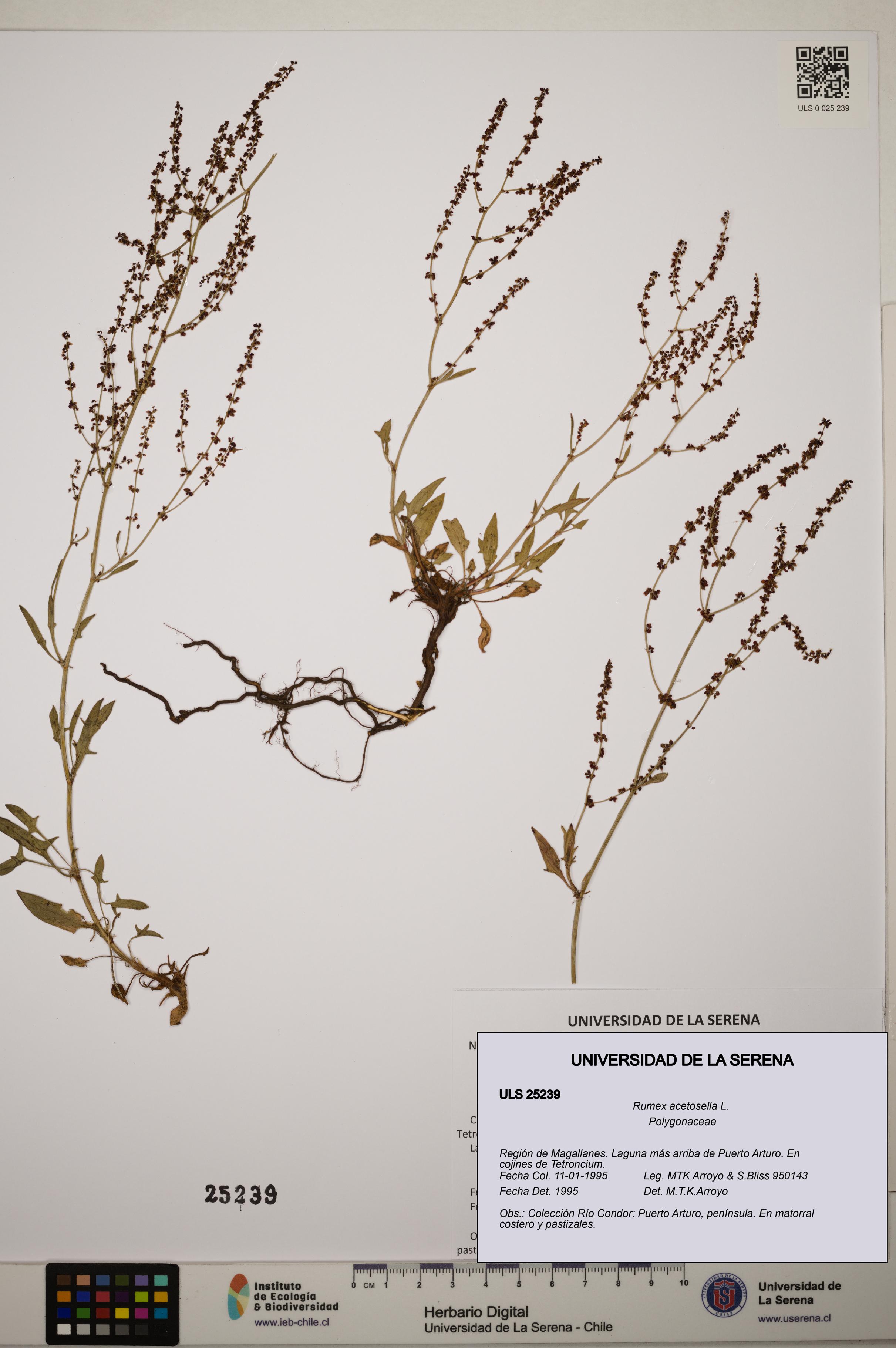 Rumex acetosella [Espécimen: ]