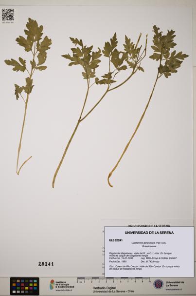 Cardamine geraniifolia [Espécimen: ]