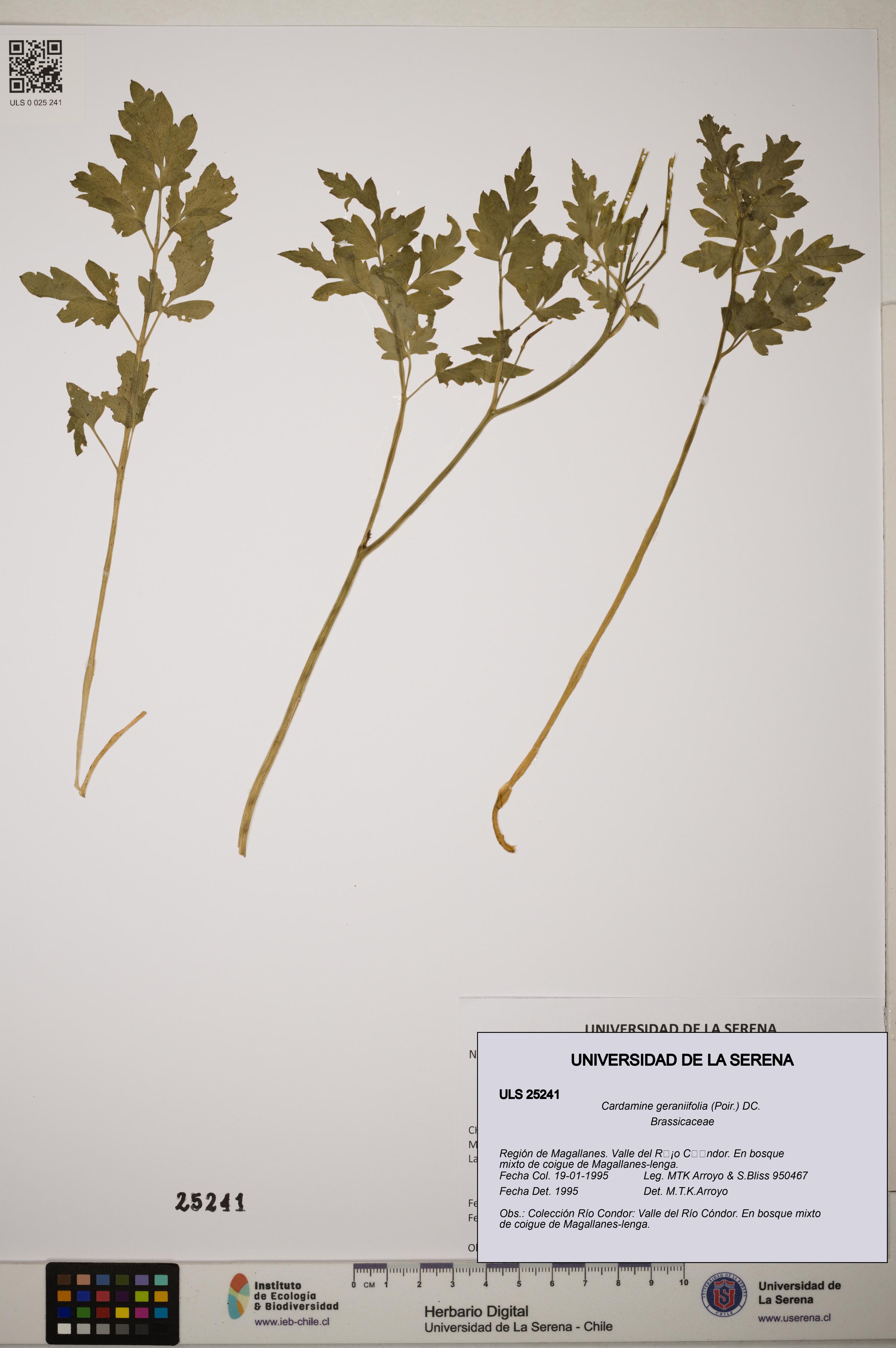 Cardamine geraniifolia [Espécimen: ]