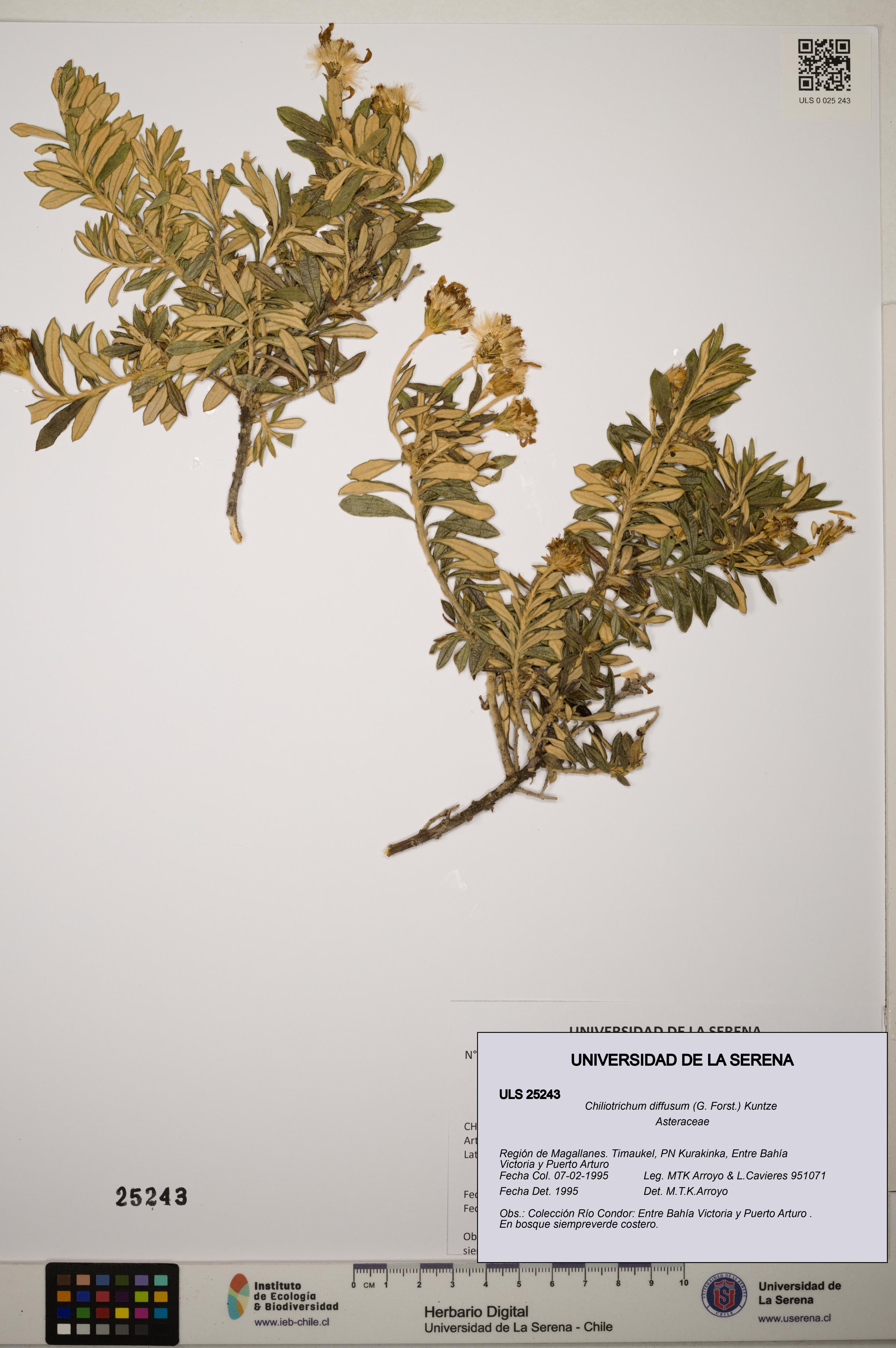 Chiliotrichum diffusum [Espécimen: ]