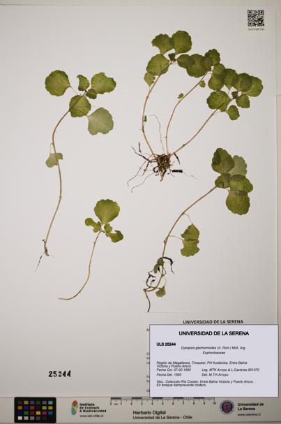 Dysopsis glechomoides [Espécimen: ]
